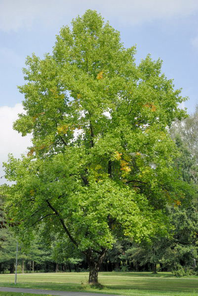 Liliovníky jsou opravdové majestáty dorůstající výšky až 40 metrů, dožívají se stáří i 400 let! Tento roste v zámeckém parku v Chocni.