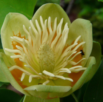 Fascinující liliovník tulipánokvětý