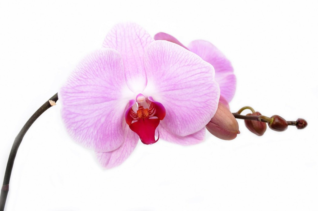 orchidej_pixabay.com