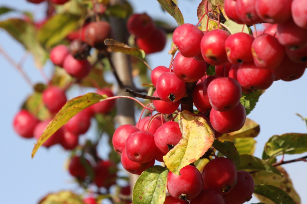 okrasné jabloně, malus crittenden