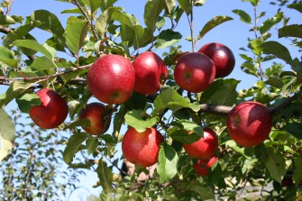 Jak se šlechtí jabloně
