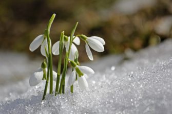 Něžně bílí poslové jara – sněženky