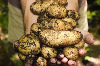 Rané brambory – úžasná dobrota! Jak si poradit s pěstováním brambor?
