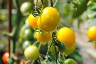Koktejlová žlutá rajčata zvládne pěstovat každý