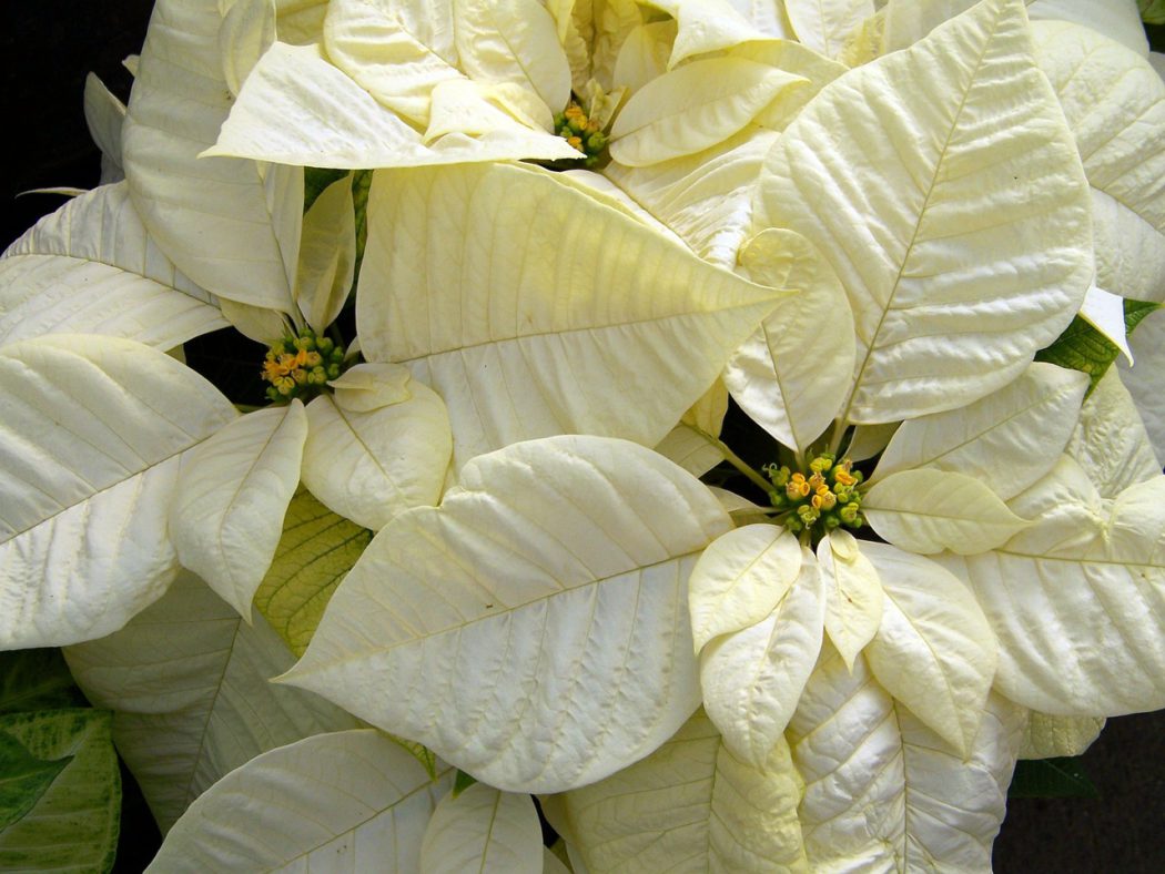 bílá poinsettie