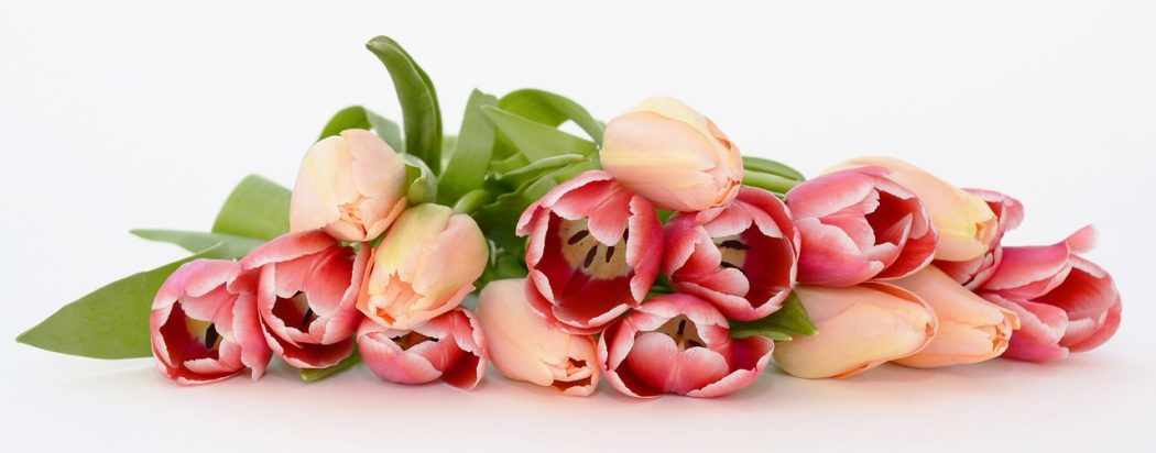 tulipány4