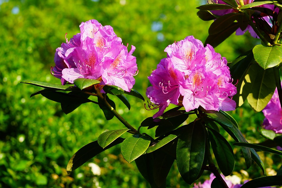 azalky a rododendrony