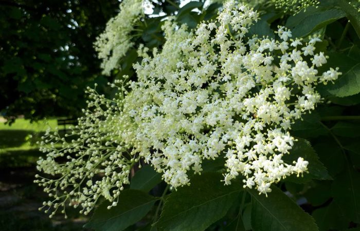 Domácí bezová šťáva – dobrota s vůní jara
