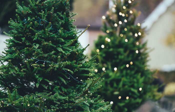Jak vybrat dokonalý vánoční stromeček?