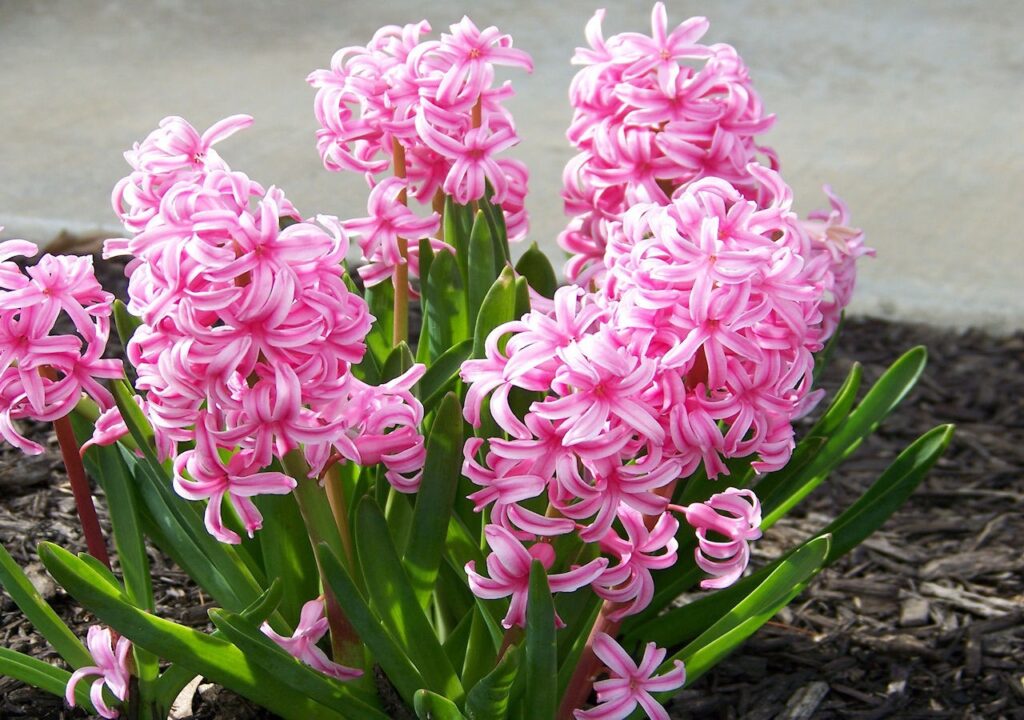 odkvetlý hyacint