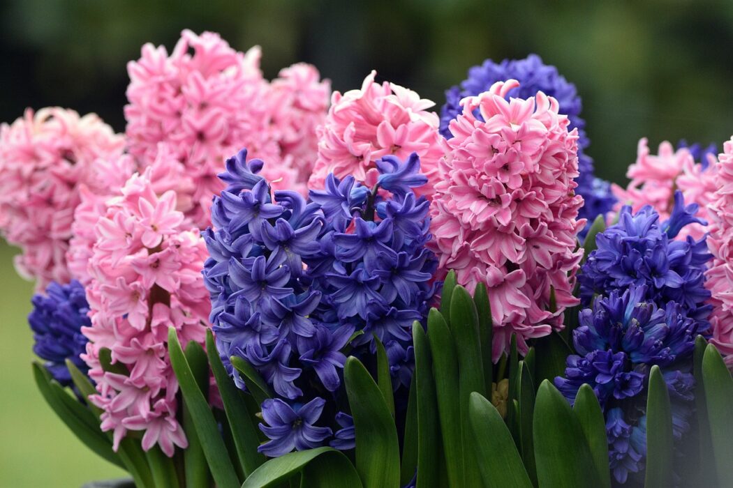 hyacinty po odkvětu