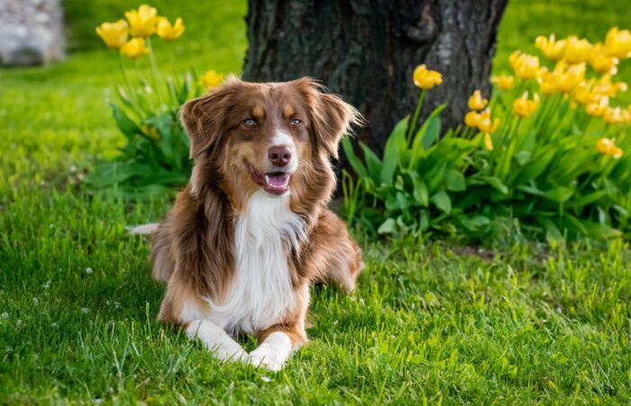 Pes na zahradě. Pozor na sekačky, slimáky i cibulky narcisů