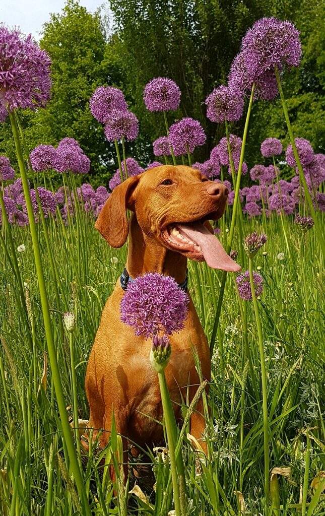 rostliny jedovaté pro psy