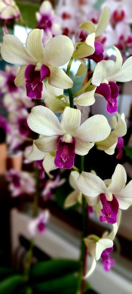 dendrobium