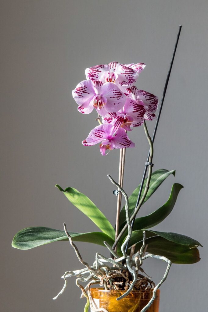 orchideje