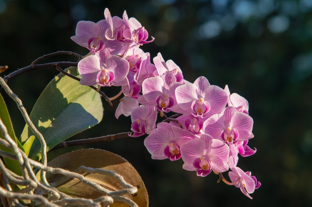 růžová orchidej