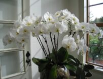 Krása a exotika přímo u vás doma: Vše o pěstování orchidejí