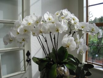 Krása a exotika přímo u vás doma: Vše o pěstování orchidejí