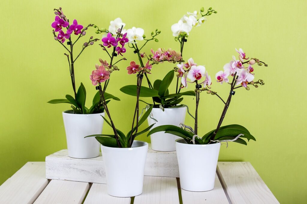 jak pěstovat orchideje