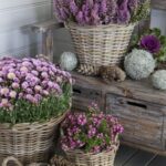 fialové chryzantémy