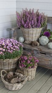 fialové chryzantémy