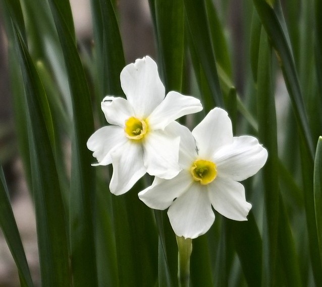 narcis paperwhite