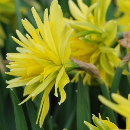 narcis rip van winkle