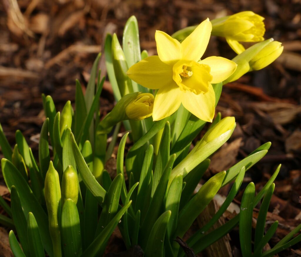 narcis tete a tete